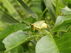 Tagasta marginella