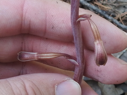 Image of Bletia nitida by (c) Sam Kieschnick, some rights reserved (CC BY)