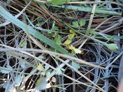 Apium prostratum filiforme