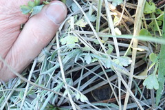 Apium prostratum filiforme