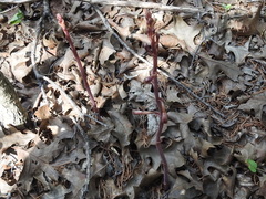 Bletia nitida