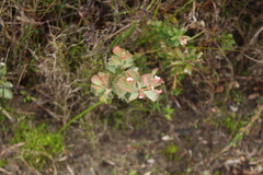 Adenanthos cuneatus