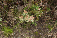 Adenanthos cuneatus