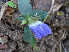 Cynarospermum asperrimum