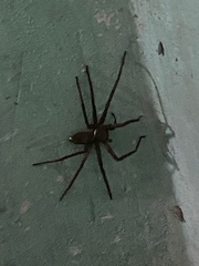Heteropoda venatoria