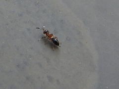 Brasema leucothysana