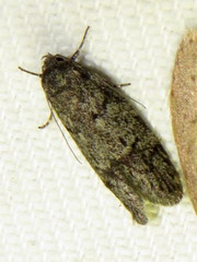 Ericrypsina chorodoxa