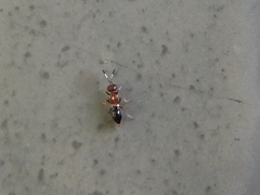 Brasema leucothysana