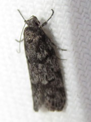 Ericrypsina chorodoxa