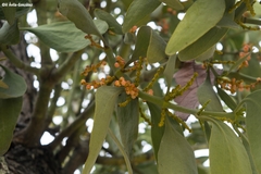 Phoradendron reichenbachianum