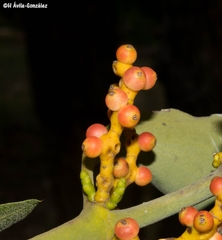 Phoradendron reichenbachianum