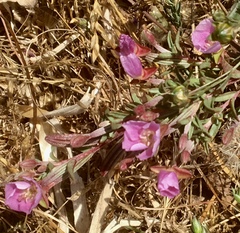 Clarkia davyi