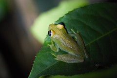 Boophis viridis