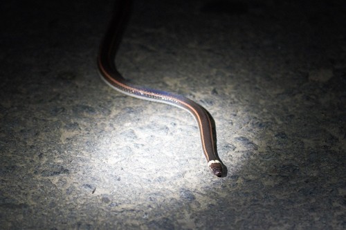 Photo of a Jan's Snake (Elapotinus picteti)