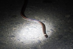 Jan's Snake photo 3
