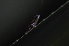 Guibemantis