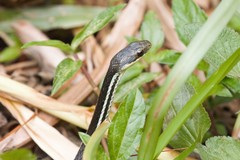 Thamnosophis lateralis