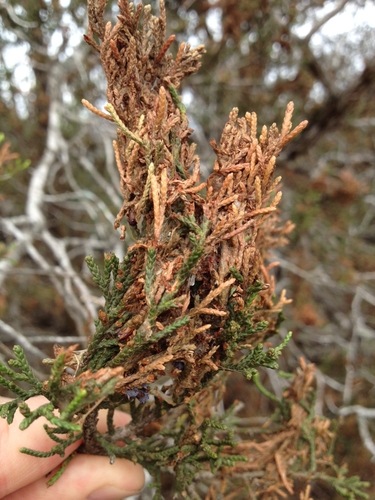 Juniper Budworm Moth photo 3
