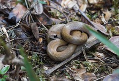 Thamnosophis infrasignatus