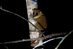Microcebus lehilahytsara