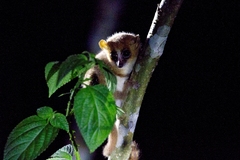 Microcebus lehilahytsara