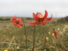 Lilium maritimum