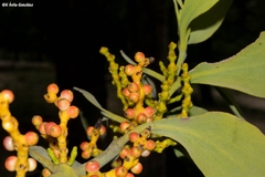 Phoradendron reichenbachianum