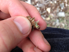 Choristoneura houstonana