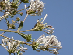 Spermadictyon suaveolens