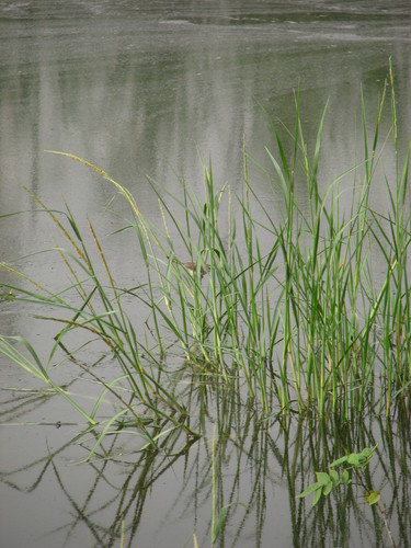 River Prinia (Prinia fluviatilis), photo 4