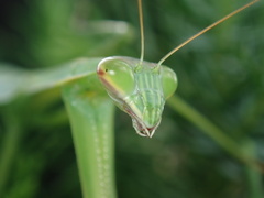 Tenodera sinensis