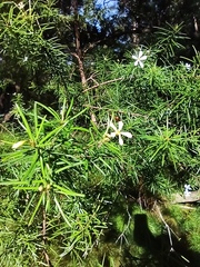 Ricinocarpos pinifolius