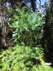Ricinocarpos pinifolius