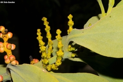 Phoradendron reichenbachianum