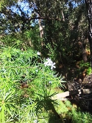 Ricinocarpos pinifolius