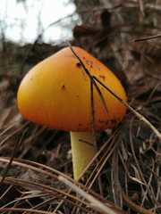 Amanita basii