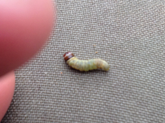 Choristoneura houstonana