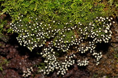 Elaeomyxa cerifera