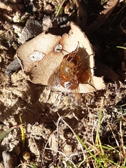 Calliphora ochracea
