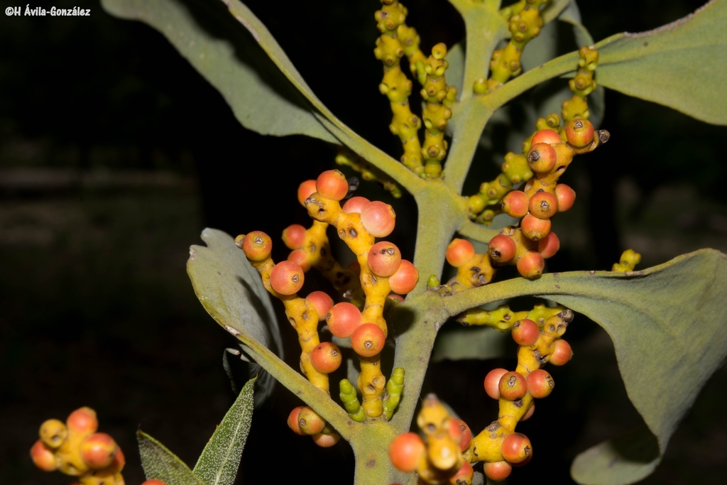 Phoradendron reichenbachianum