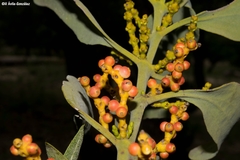 Phoradendron reichenbachianum