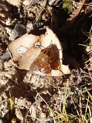 Calliphora ochracea