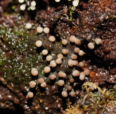 Elaeomyxa cerifera