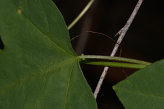 Disemma