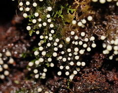 Elaeomyxa cerifera