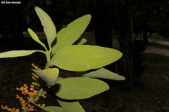 Phoradendron reichenbachianum