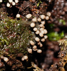 Elaeomyxa cerifera