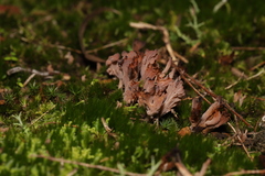 Clavulina vinaceocervina