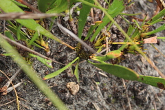 Isopogon latifolius
