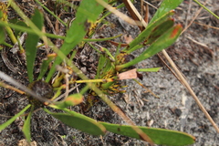 Isopogon latifolius